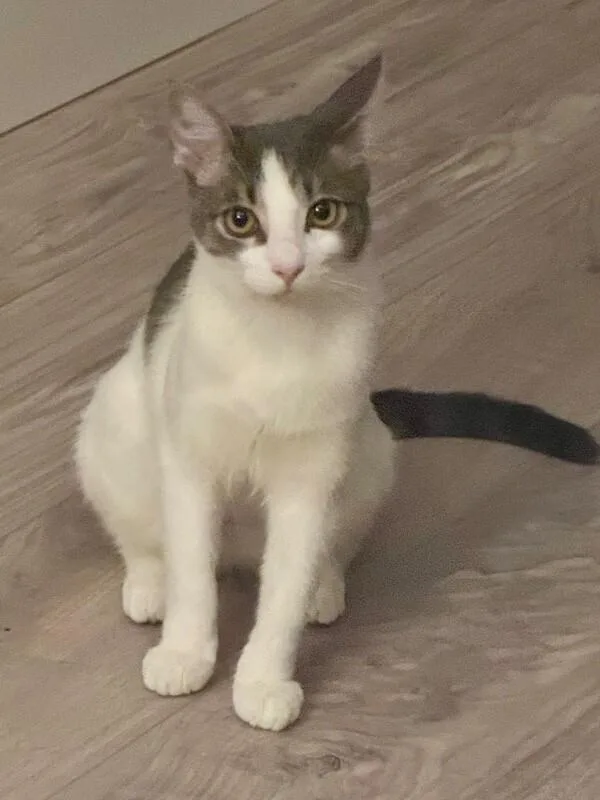 Smudge Bonded To Sampson thumbnail 4