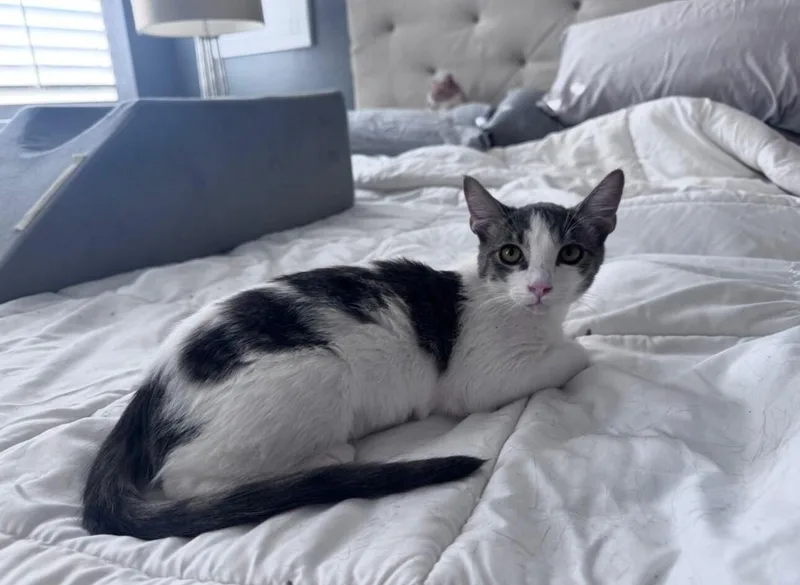 Smudge Bonded To Sampson thumbnail 5