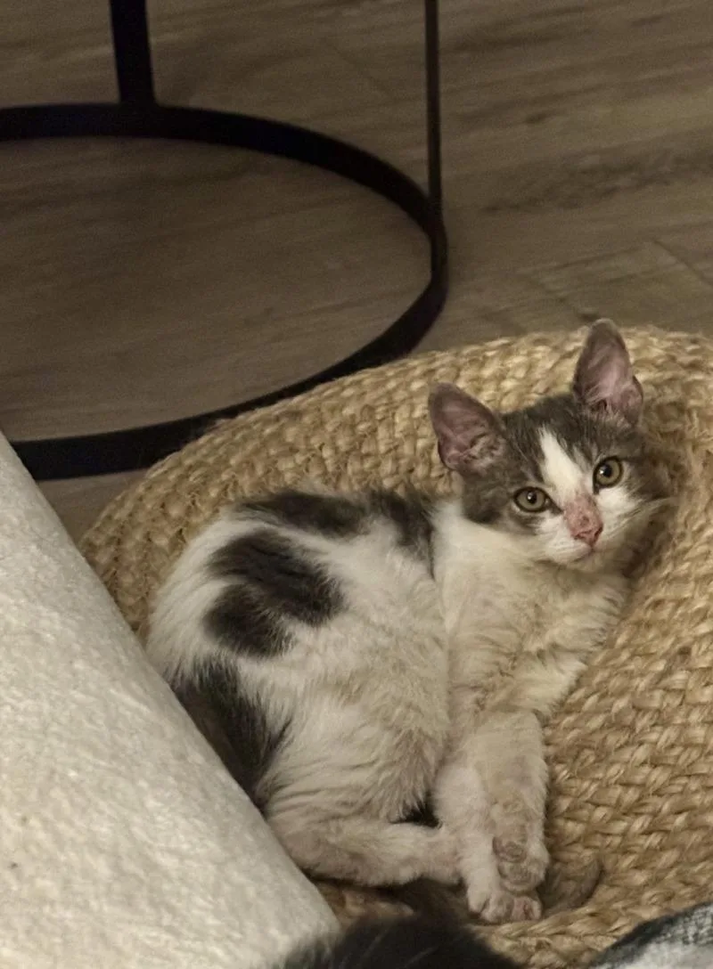 Smudge Bonded To Sampson thumbnail 6