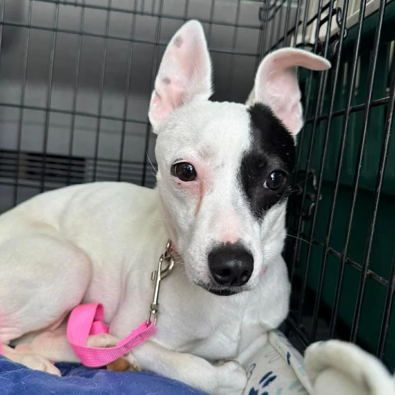 An adult small-sized female White / Cream Terrier dog named Tweed for adoption in Jackson, MO