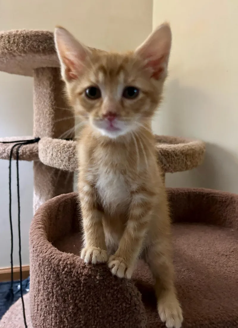 A baby medium-sized male Tabby (Orange / Red) Domestic Short Hair cat named Darryll for adoption in Farmington, MN