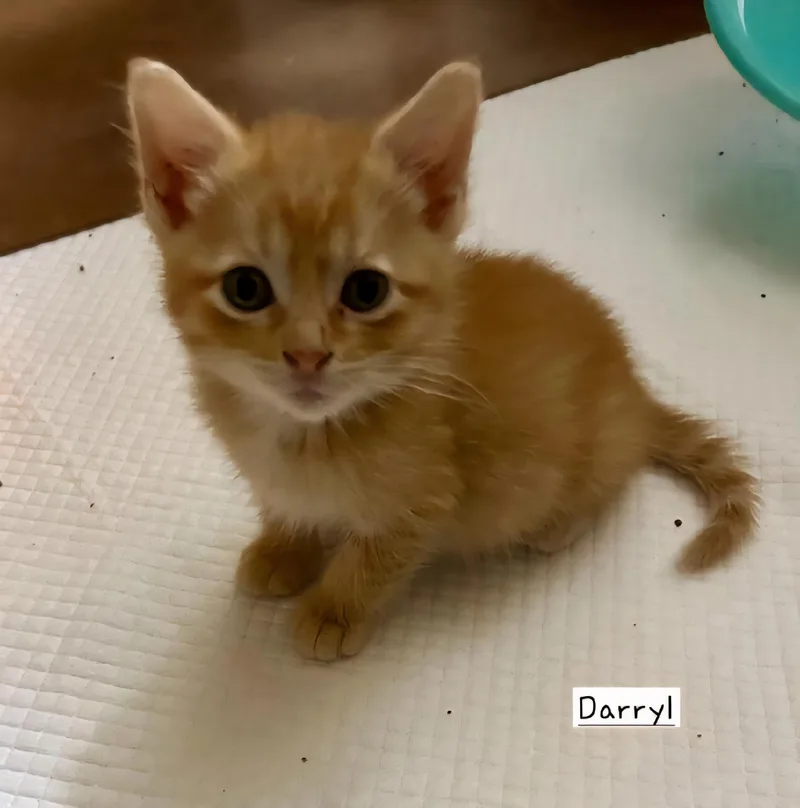 Darryll thumbnail 2