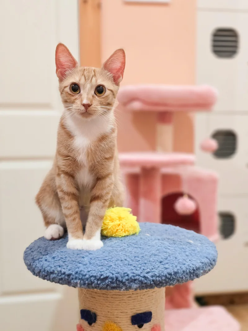 A baby medium-sized female Orange / Red Domestic Short Hair cat named Marmalade for adoption in Mullica Hill, NJ