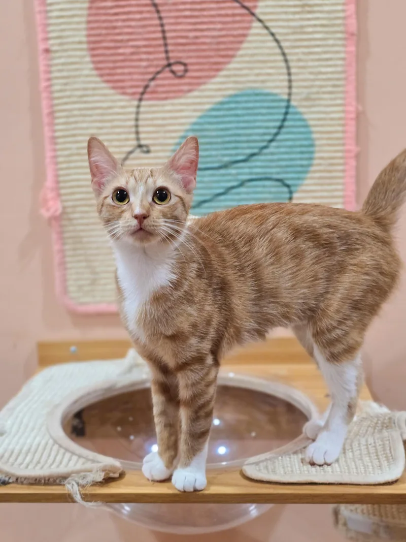 Marmalade thumbnail 2