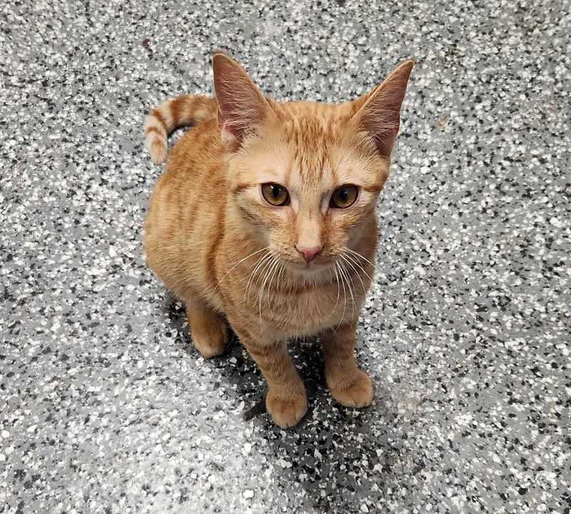A baby medium-sized male Orange / Red Tabby cat named Rambler for adoption in Siloam Springs, AR