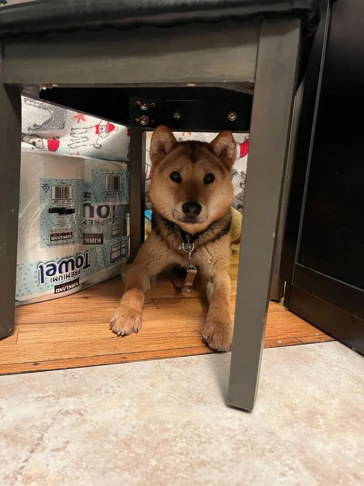A young large-sized male Jindo dog named Thor for adoption in Long Island City, NY