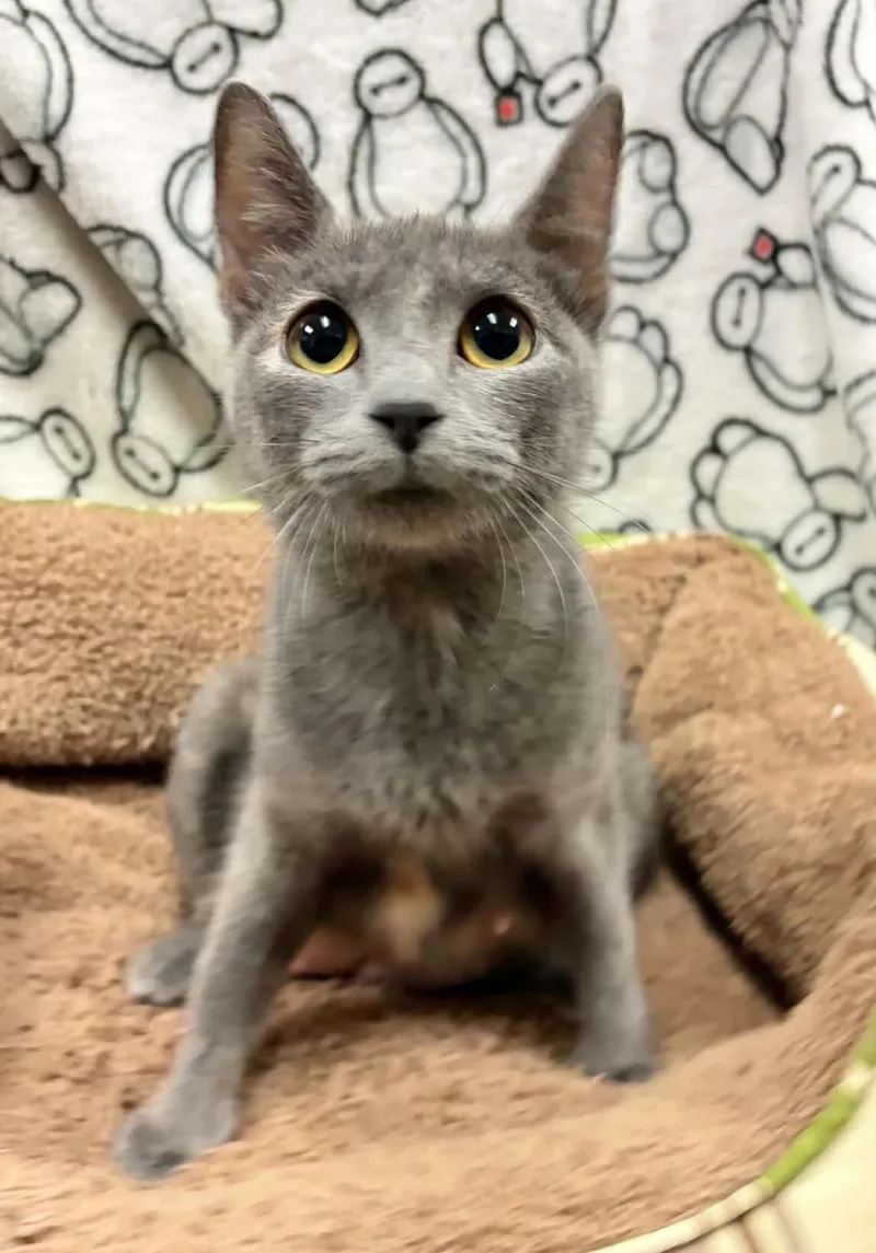 An adult medium-sized female Manx cat named Tallulah for adoption in Rockwall, TX