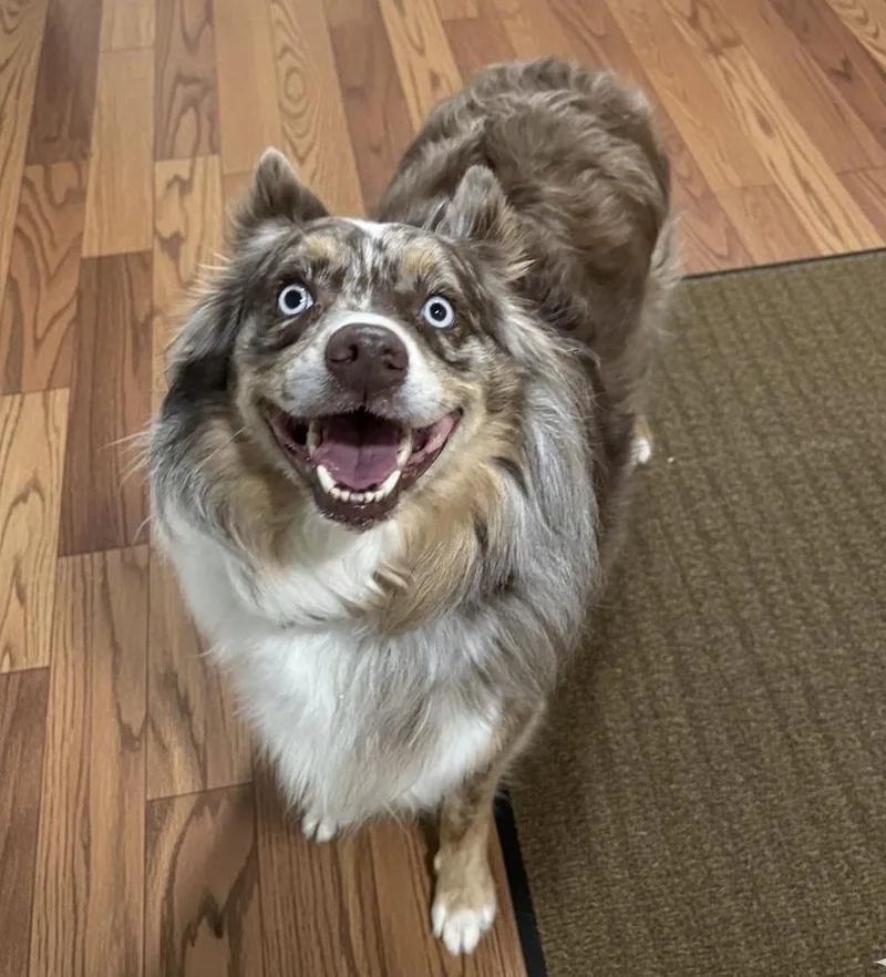 An adult medium-sized male Merle (Red) Australian Shepherd dog named Nilla for adoption in Sault Sainte Marie, MI