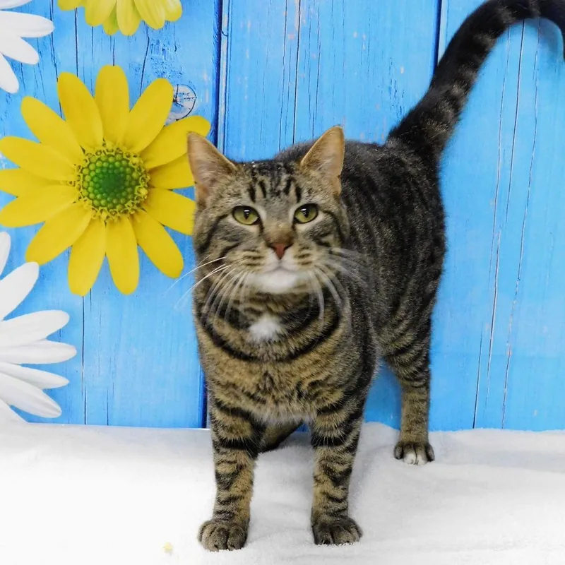 An adult medium-sized male Brown / Chocolate Domestic Short Hair cat named Howie for adoption in Peoria, IL