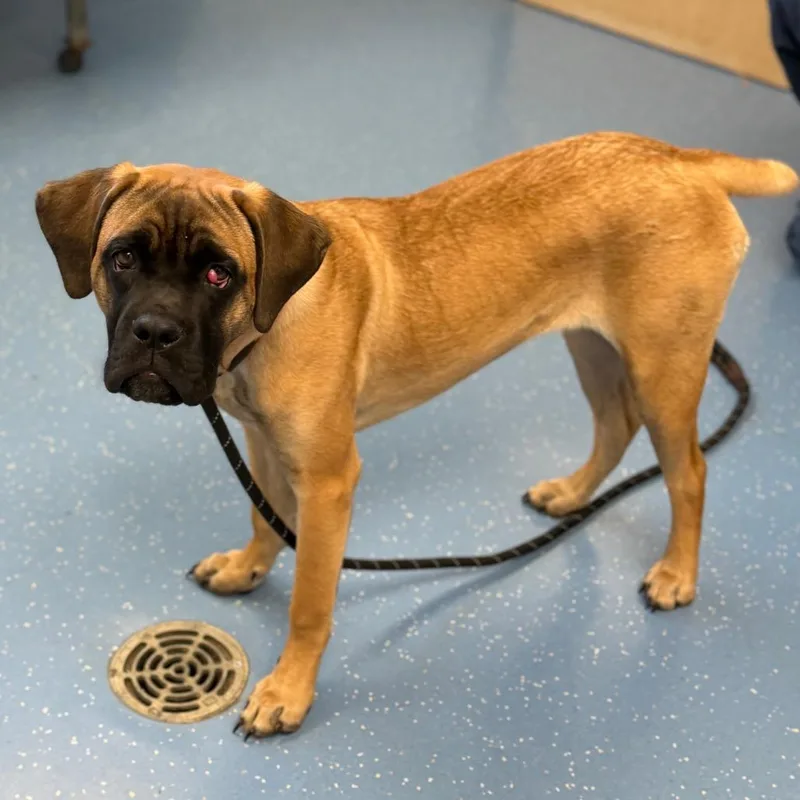 Kona