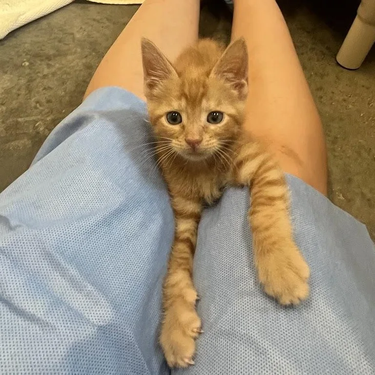 A baby medium-sized male Orange / Red Domestic Short Hair cat named Bench Press for adoption in Salisbury, NC