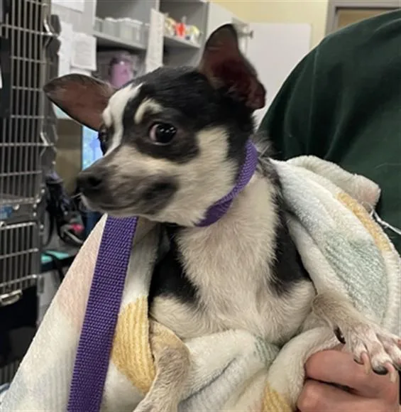 An adult small-sized female Chihuahua dog named Lilly for adoption in Riverside, CA