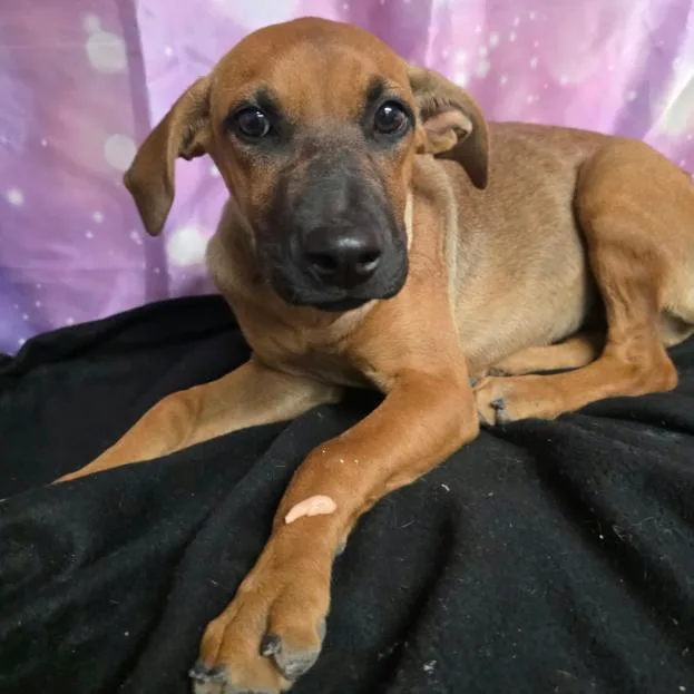 A baby small-sized female Yellow / Tan / Blond / Fawn Labrador Retriever dog named Maple for adoption in Fort Collins, CO