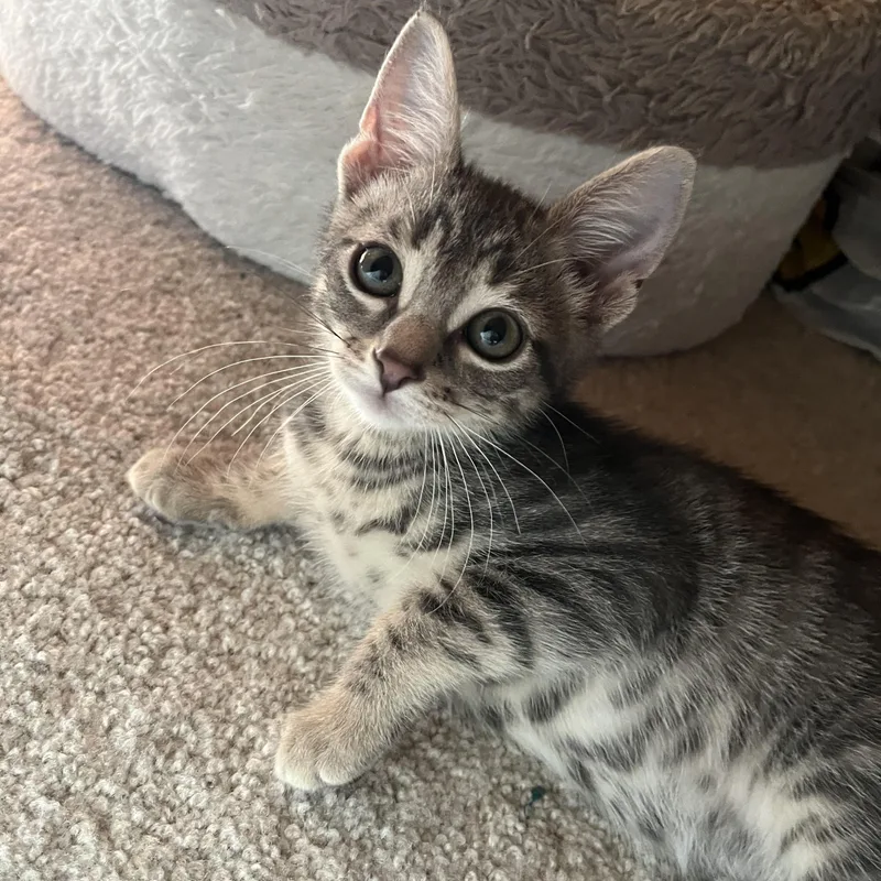 A baby small-sized male Tabby (Gray / Blue / Silver) Domestic Short Hair cat named Percy for adoption in Alexandria, VA