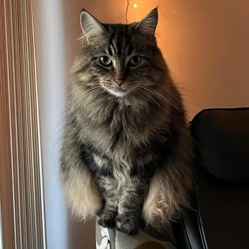 An adult small-sized female Domestic Long Hair cat named Rocket Home to for adoption in South Elgin, IL