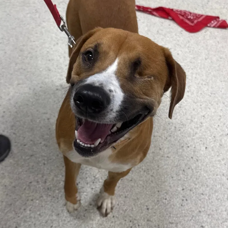 An adult large-sized female Brown / Chocolate Mixed Breed dog named Masha for adoption in Jacksonville, FL
