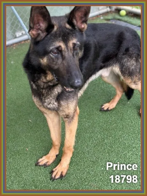 Prince thumbnail 2