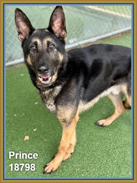 Prince thumbnail 3