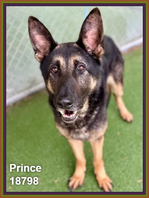 Prince thumbnail 4