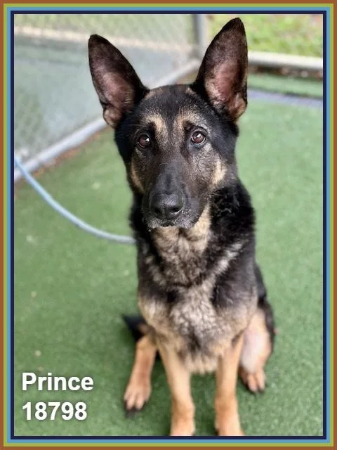 Prince thumbnail 5