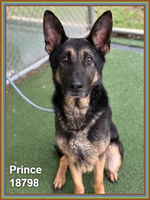 Prince thumbnail 6