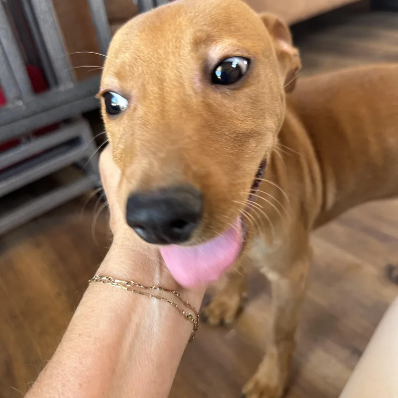 Gus