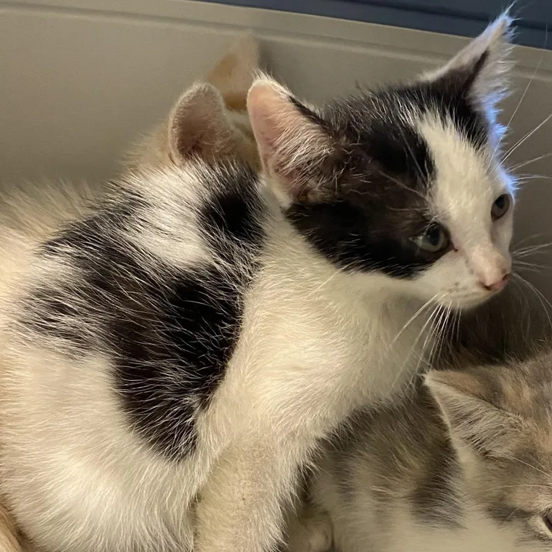 A baby small-sized male White Domestic Short Hair cat named Bjorn for adoption in Lynchburg, VA