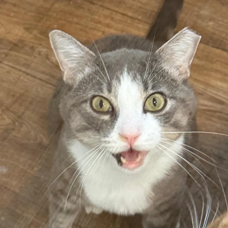 An adult large-sized male Gray / Blue / Silver Domestic Short Hair cat named Mr. Mittens for adoption in Quakertown, PA
