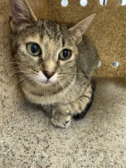 Meatball