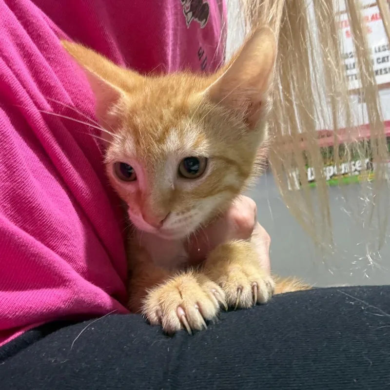 A baby small-sized male Orange / Red Domestic Short Hair cat named Coyote for adoption in Wappingers Falls, NY
