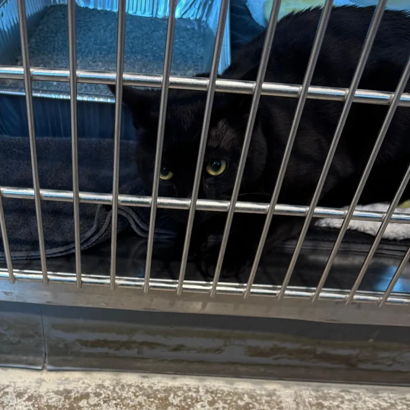 An adult medium-sized male Black Domestic Short Hair cat named Cherry for adoption in Matteson, IL