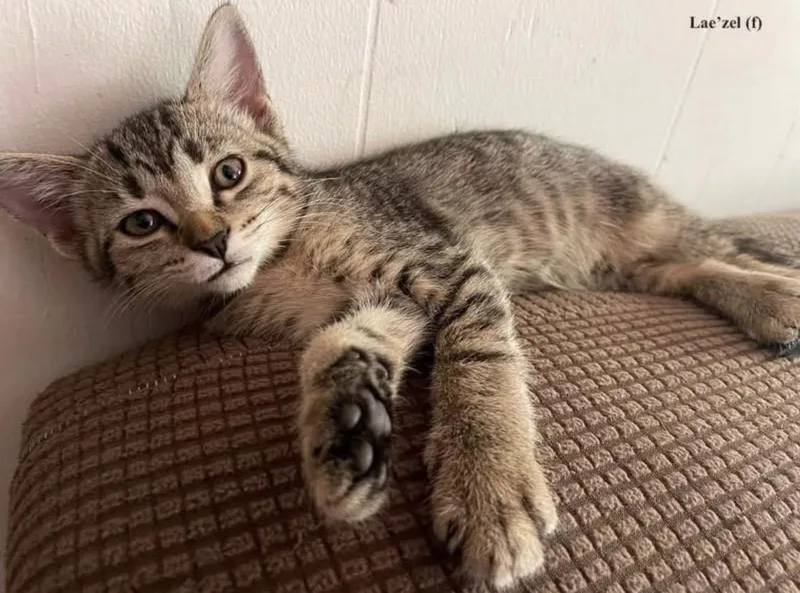 A baby small-sized female Tabby (Brown / Chocolate) Domestic Short Hair cat named Laezel for adoption in Woodlawn, TN