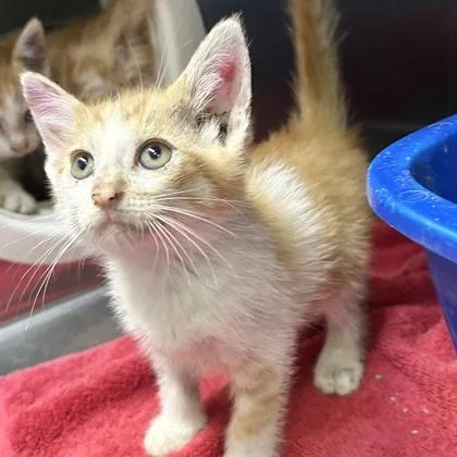 A young medium-sized male Orange & White Domestic Short Hair cat named Lemon for adoption in Lansing, MI