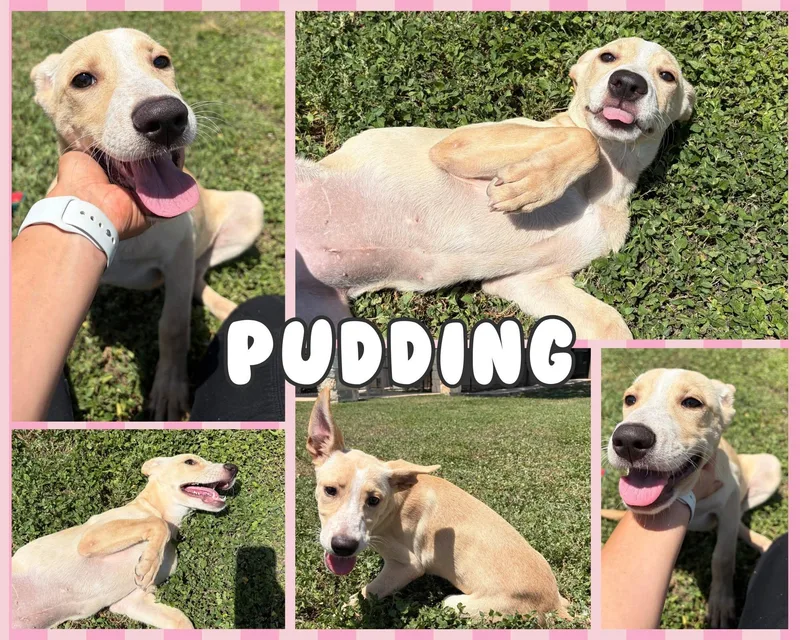 Pudding