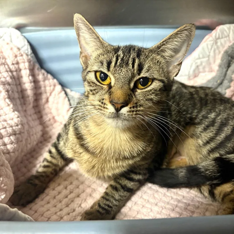 A young medium-sized female Brown / Chocolate Domestic Short Hair cat named Dovetail for adoption in Fort Lauderdale, FL