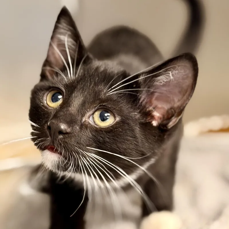 A baby medium-sized female Domestic Short Hair cat named Julia for adoption in Manahawkin, NJ