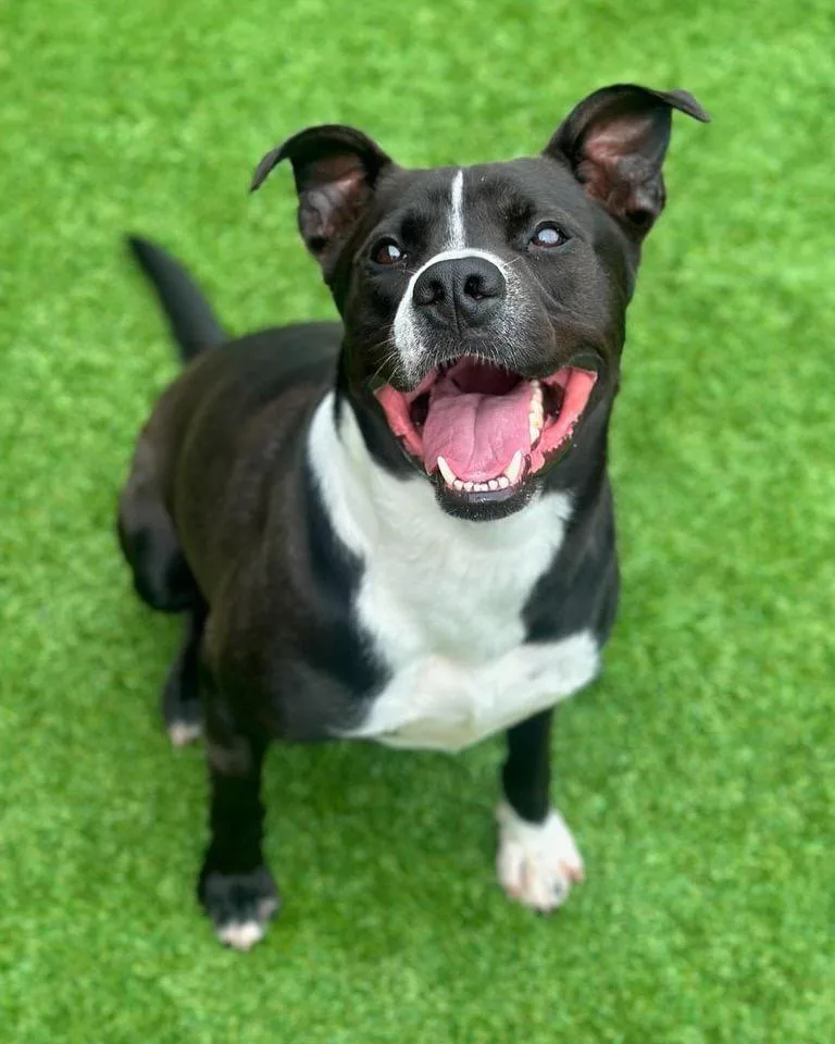 Charles  A thumbnail 3