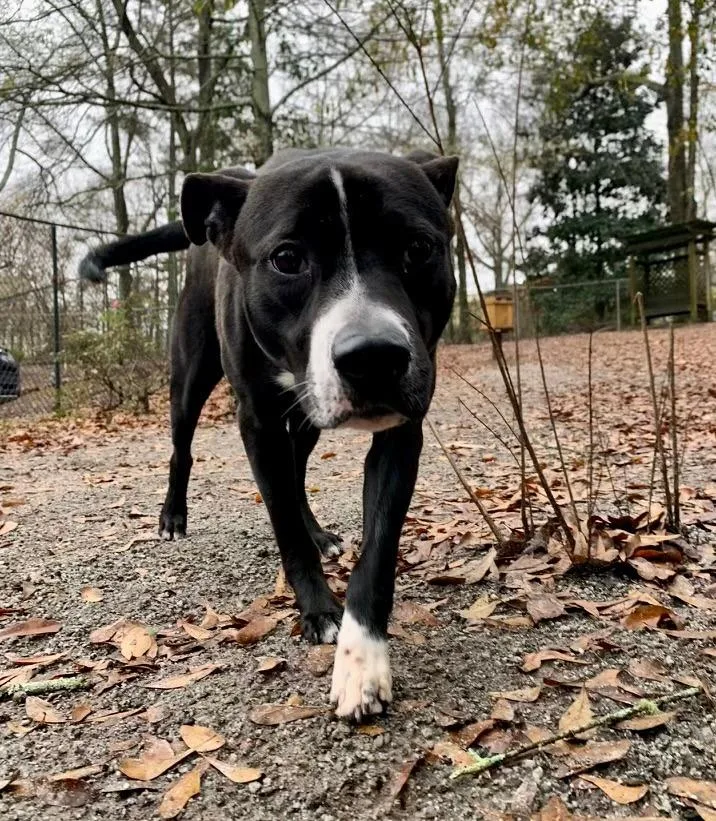 Charles  A thumbnail 4