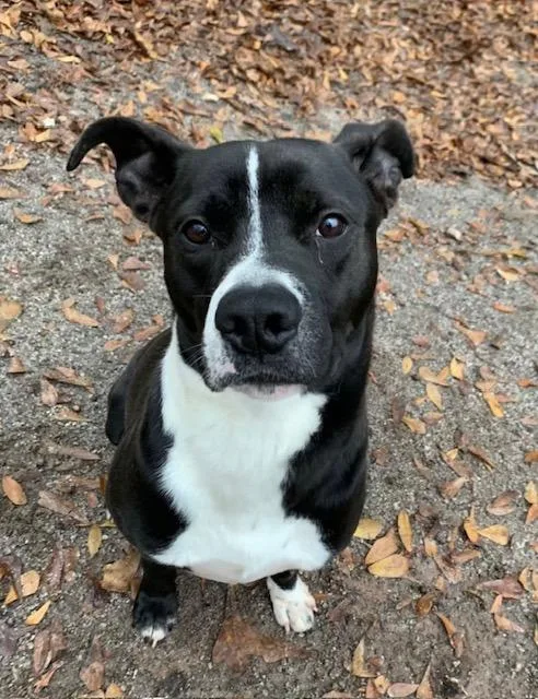 Charles  A thumbnail 6