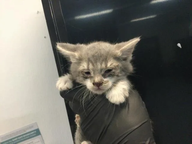 A baby small-sized male Domestic Short Hair cat named Lobo for adoption in Thousand Palms, CA