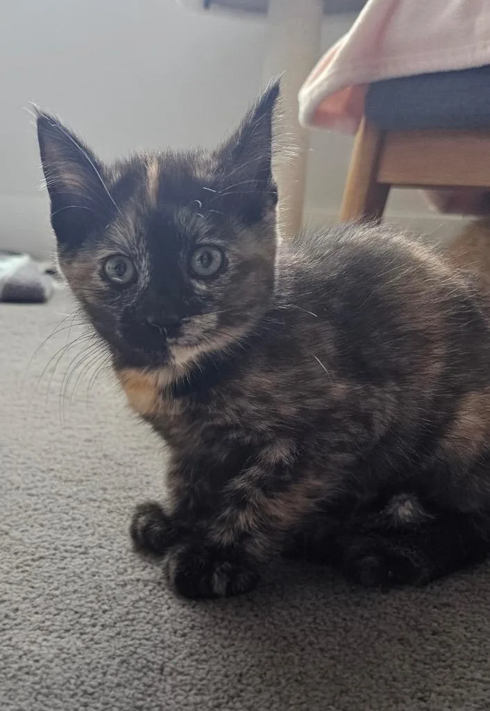 A baby small-sized female Domestic Short Hair cat named Guinevere for adoption in Ogden, UT