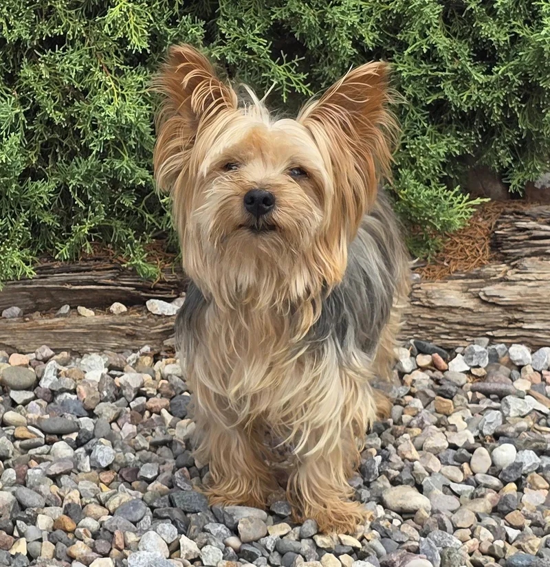 A young small-sized male Golden Yorkshire Terrier dog named Wise Lil Mr Whisper for adoption in Albuquerque, NM