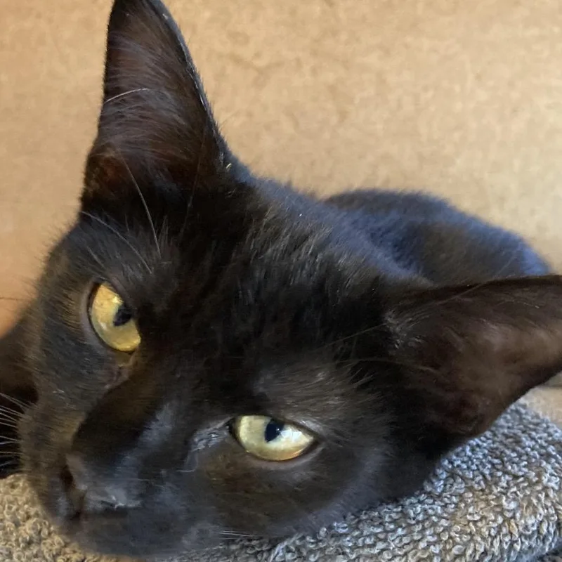 A baby small-sized female Black Domestic Short Hair cat named Void for adoption in Marion, IL