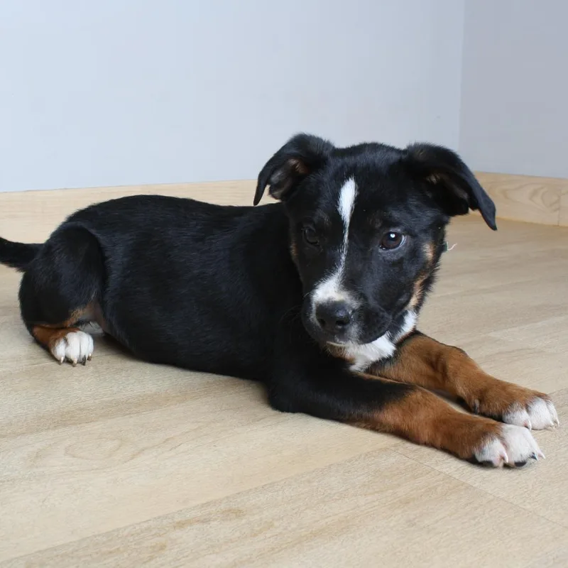 A baby medium-sized female Black Australian Cattle Dog / Blue Heeler dog named Humbah D for adoption in Minnetonka, MN