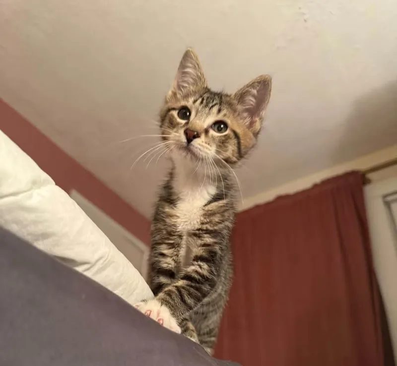 A baby medium-sized male Domestic Short Hair cat named Clark for adoption in Ontario, NY