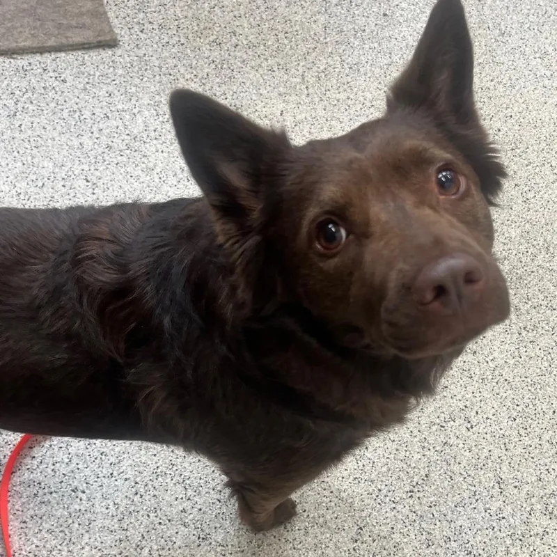 An adult medium-sized female Brown / Chocolate Mixed Breed dog named Cocoa Butter for adoption in Oak Park, IL
