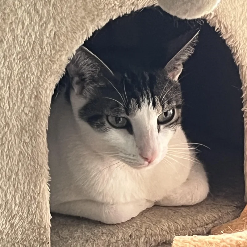 A young small-sized female Tabby (Brown / Chocolate) Domestic Short Hair cat named Danielle for adoption in Parkland, FL