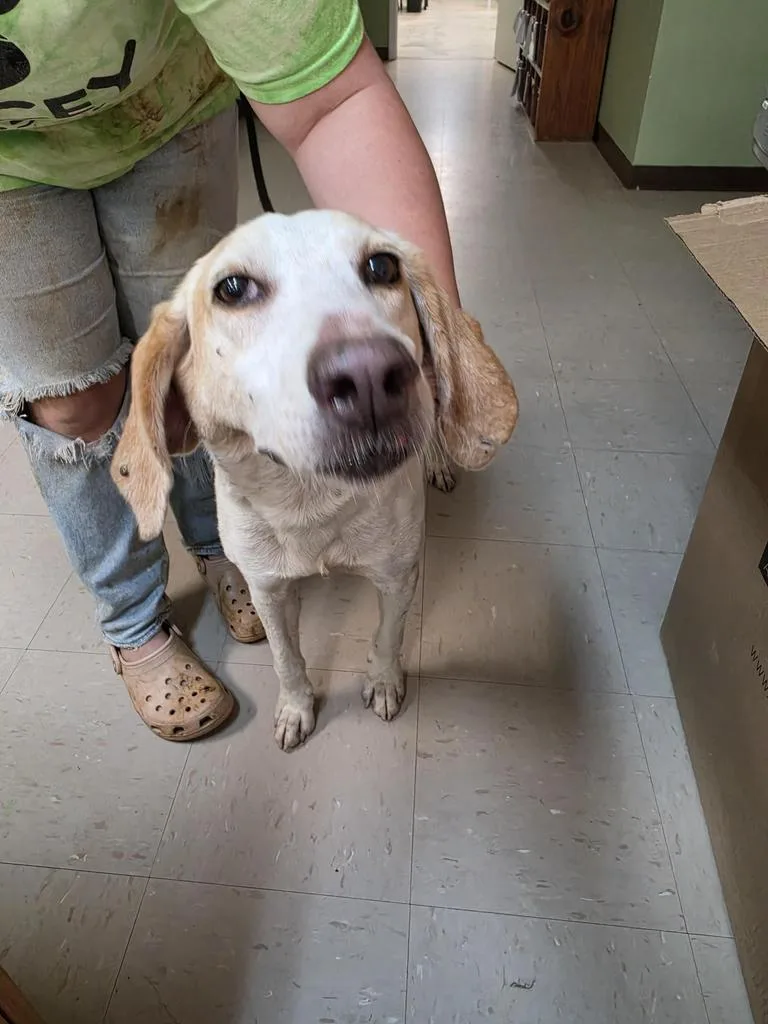 An adult medium-sized male Hound dog named Apex for adoption in Burnsville, NC