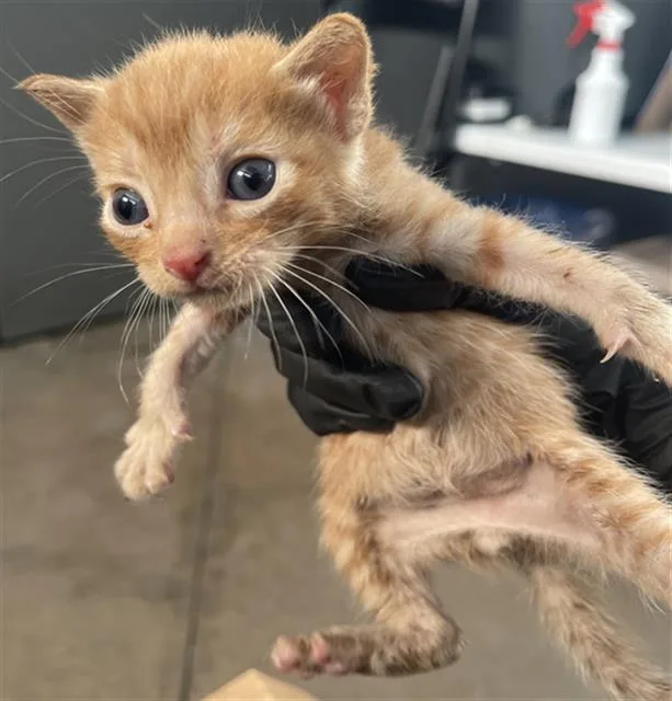 A baby medium-sized male Domestic Short Hair cat named Cujo for adoption in Dallas, TX