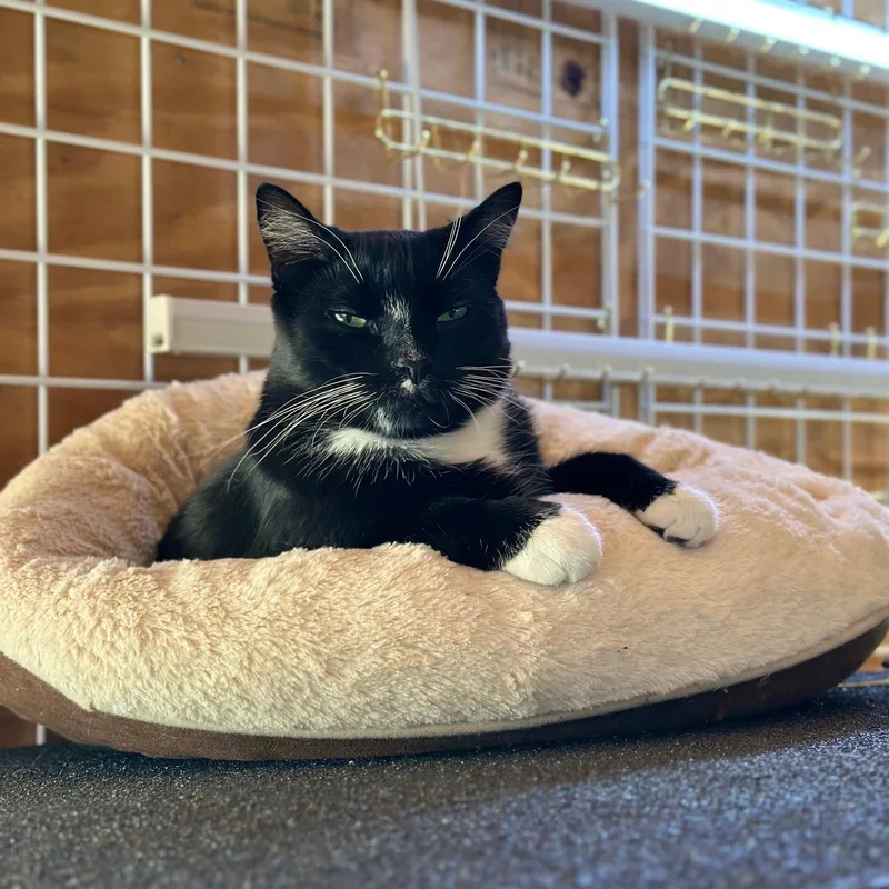 A young medium-sized male Black & White / Tuxedo American Shorthair cat named Chives for adoption in Roscoe, NY